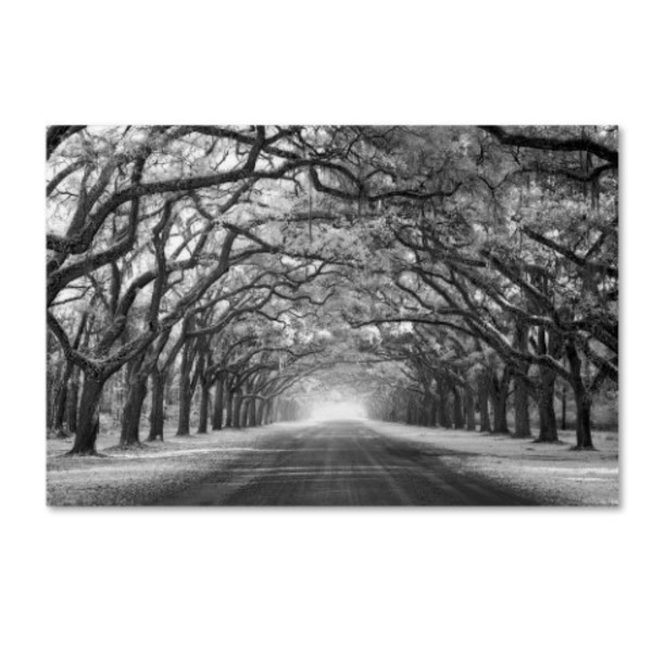 Trademark Fine Art Mike Jones Photo 'Wormsloe Inf Light' Canvas Art, 22x32 ALI17798-C2232GG